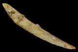Fossil Shark (Hybodus) Dorsal Spine - Morocco #145367-1
